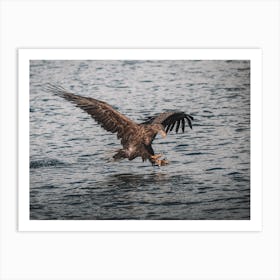 Sea Eagle Ocean Art Print