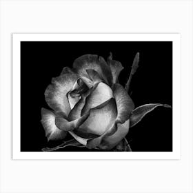 Black And White Rose Art Print