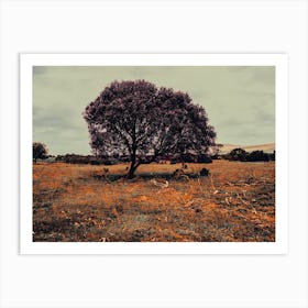 Dartmoor Tree Art Print