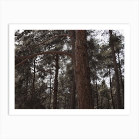 Large Pine Tree Art Print