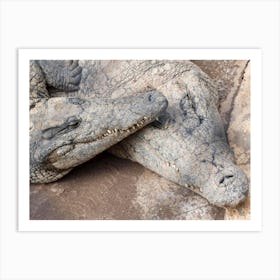 Crocodile Love: Crocodile Park Grand Canaria Art Print