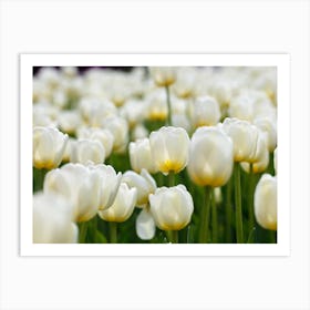 White Tulips 2 Art Print