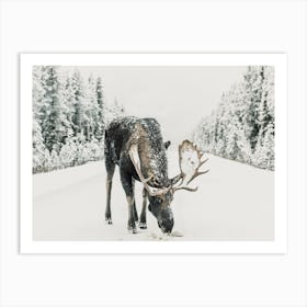 Alaskan Moose In Winter Art Print