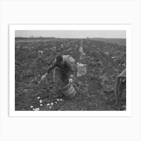 Untitled Photo, Possibly Related To Potato Worker Near East Grand Forks, Minnesota By Russell Lee 1 Art Print