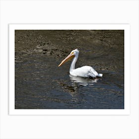 White Pelican on the Mississippi Art Print