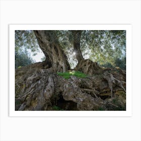 In the shade of the olive tree Art Print