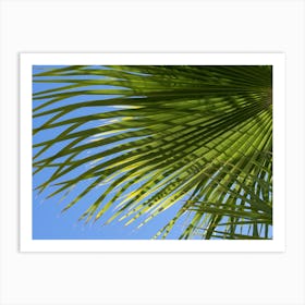 Palm leaf detail in front of blue sky Art Print