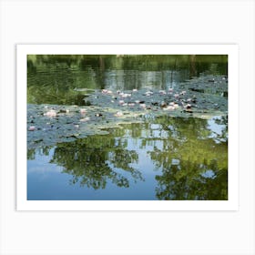 Water lilies and reflection of trees in a pond Art Print