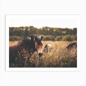 Brown Horse In Meadow Art Print