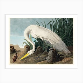 White Heron, Birds Of America, John James Audubon Art Print