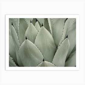 Perrys Agave Plant Art Print