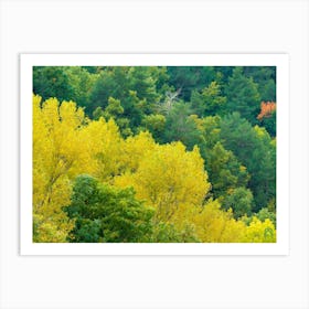 Autumn Trees In The Forest 20211021 242rt1pub Art Print