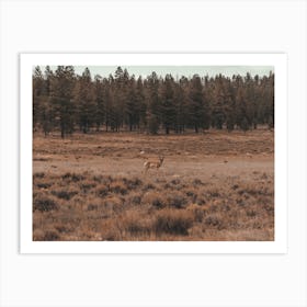 Pronghorn In Field Art Print