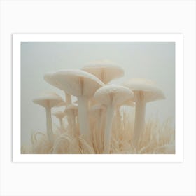 White Mushrooms Art Print