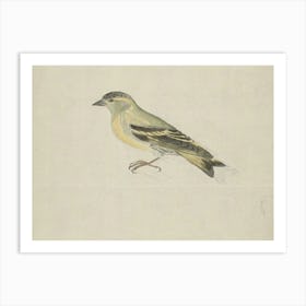 Bird On A Branch 4 Art Print