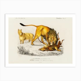 Lion (Panthera Leo), Charles Dessalines D'Orbigny Art Print