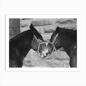 Untitled Photo, Possibly Related To Mules, Brownwood, Texas By Russell Lee Art Print