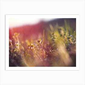 Sunset In The Meadow Art Print