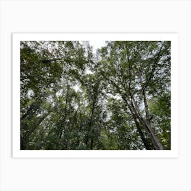 Dense Trees Art Print