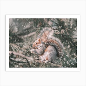 Squirrel In Tree Art Print