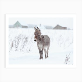 Baby Donkey In Snowy Field Art Print