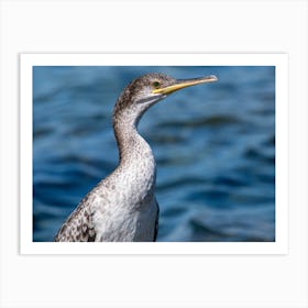 Cormorant Art Print