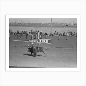 Untitled Photo, Possibly Related To Cowboy Being Thrown From Bucking Horse During The Rodeo Of The Sa Art Print