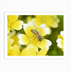 Bee On Yellow Flowers 2 Poster