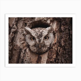 Screech Owl In Tree Art Print