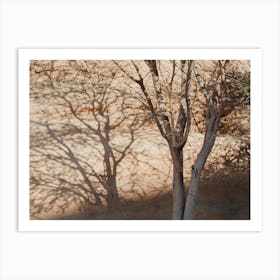 Shadow Of A Tree In The Desert Of Saudi Arabia Art Print