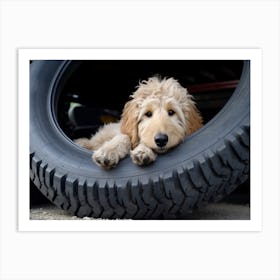 An 1069 Goldendoodle Laying Down In A Tire 14x11 Art Print