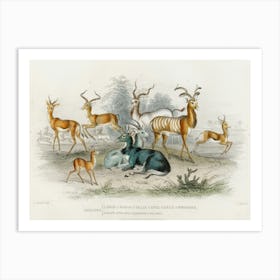 Addax, Koodoo, Pallah, Kevel Gazelle, Springbock, Salt S Antelope, Takhaitze, And Nyl Ghau, Oliver Goldsmith Art Print