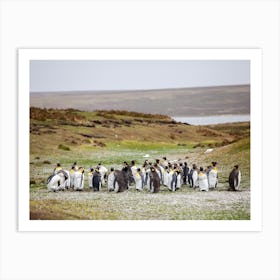 Teenage Penguins In Falkland Islands Art Print