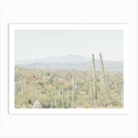 Tucson Desert Art Print