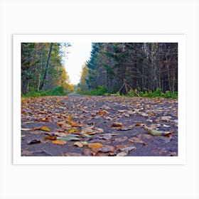 Autumn Road In The Forest Photo Art Print