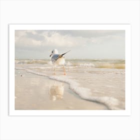 Seagull In Ocean Art Print