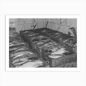 Tuna Packed In Ice Waiting To Be Canned At The Columbia River Packing Association, Astoria, Oregon By Russell Art Print