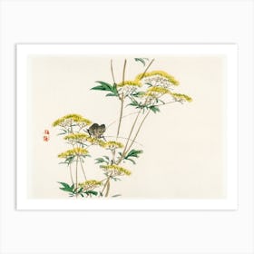 Flannel Flower (Actinotus Helianthi), Kōno Bairei Art Print