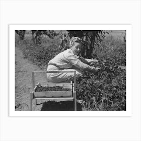 Untitled Photo, Possibly Related To Young Town Girl Picking Berries In Cache County, Utah, Because Of Diversification Art Print