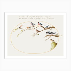 Great Spotted Woodpecker, Bullfinches, Sparrows, And Other Birds (1575–1580), Joris Hoefnagel Art Print