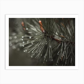 Rain On Pine Needles Art Print