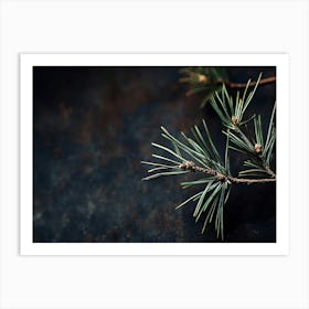 Pine Branch Isolated On Black Background Art Print