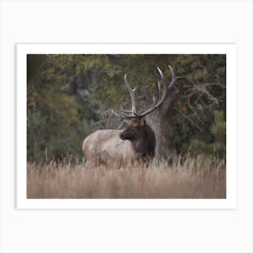 Woodland Elk Art Print