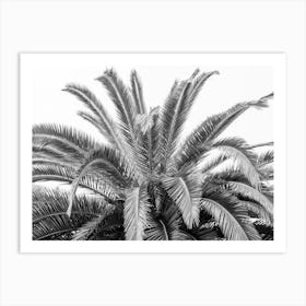 Black and white palmtree in Spain - nature and travel photography by Christa Stroo Photography Art Print