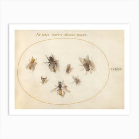 Seven Bees And Flies (c. 1575-1580), Joris Hoefnagel Art Print