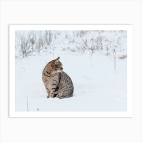 Winter Tabby Cat Art Print