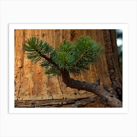 Pine Tree 1 Art Print