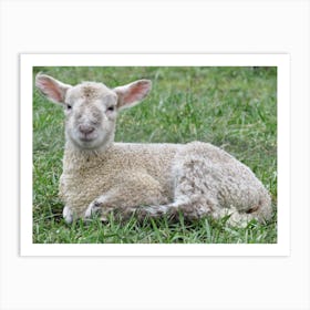 Baby sheep Lamb In The Grass Art Print