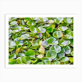 Serene Water Lily Pads. A vibrant collection of lush green lily pads with delicate white water lilies blooming amidst the foliage, creating a tranquil aquatic scene filled with natural beauty. Art Print