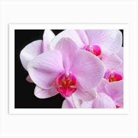 Blooming Orchid Flowers // Nature & Flower Photography Art Print